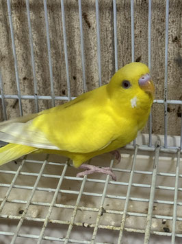 セキセイインコ⑤　盛岡店　販売