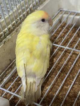 コザクラインコ　クリームルチノー　盛岡店　販売