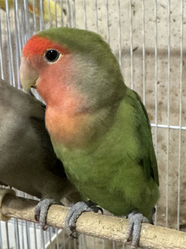 コザクラインコ　盛岡店　販売