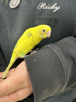 セキセイインコ　ハルクイン　栃木店　販売