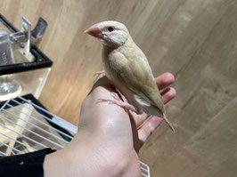 シナモン文鳥　雛　秋田店　販売