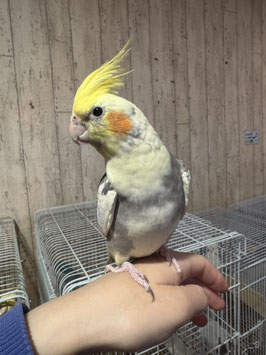 オカメインコ　パイド　盛岡店販売