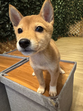 柴犬♀ベビー販売　盛岡店