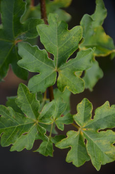 Acer campestre