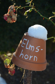 Schnipp-Schnapp Rose ab