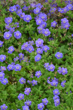 Geranium wallichianum 'Rozanne'