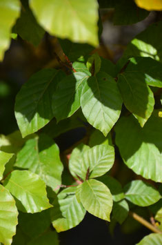 Fagus sylvatica