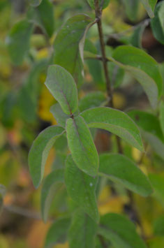 Lonicera xylosteum