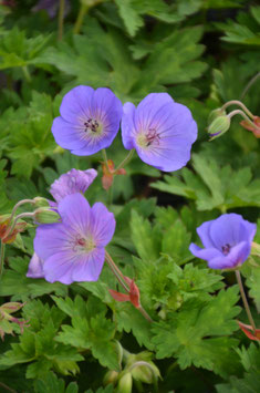 Geranium wallichianum 'Rozanne'