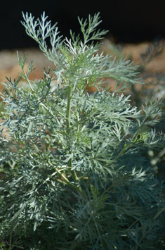 Arthemisia 'Powis Castle'