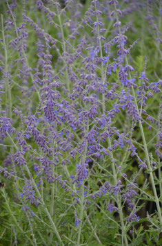 Perovskia atriplicifolia 'Little Spire'