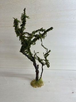 Weihrauchbaum groß oder klein