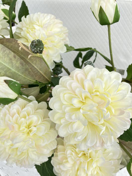 Dahlie, creme