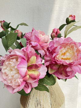 Päonie, pink, creme