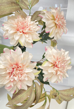 Dahlie, peach-rosé