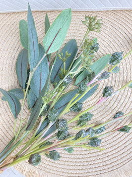 Eukalyptus mit Fruchtständen & Eukalyptusblätter