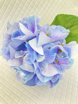 Hortensie, blau