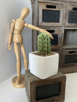 Cactus #1