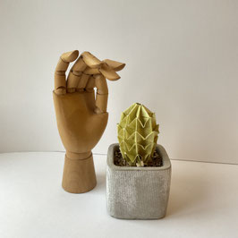 Cactus #5