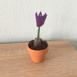 Krokus im Tontopf