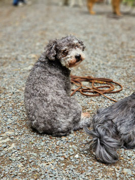 Der richtige Umgang mit dem Hund - Ferienworkshop