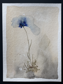 Bleuet no 91
