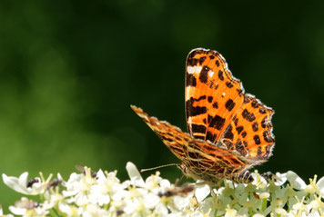 Landkärtchen, Schmetterling, Schmetterlingsgeschichte, mariposa