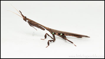 Camelomantis