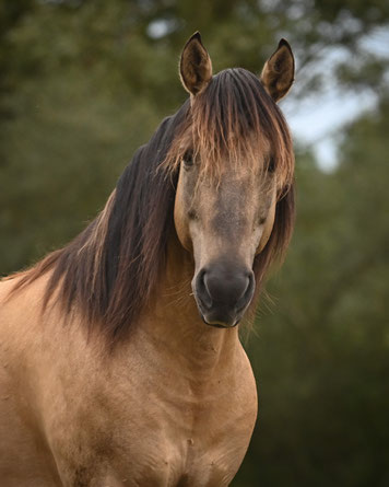 etalon rocky mountain isabelle dun dunskin stallion fresh and frozen semen saillie IAC