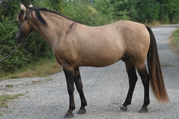 étalon rocky mountain horse isabelle dun 