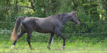 elevage chevaux de loisirs américain black silver chocolat