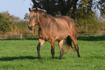 jument isabelle silver rocky mountain horse
