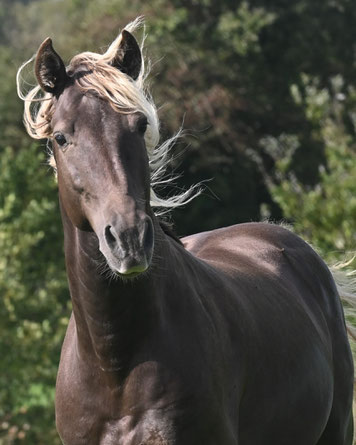 talon homozygote silver black saillie elevage couleur chocolat 