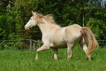 elevage chevaux de couleurs champagne silver loisirs américains