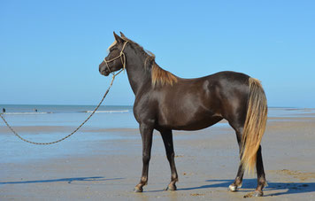 poulinière rocky mountain black silver chocolat plage vendée