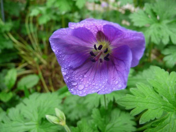 das erste Geranium (himalayense)