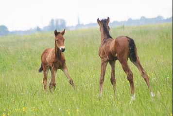 Toffee & Abby <3
