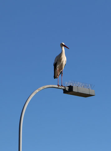 Frühlingsbote