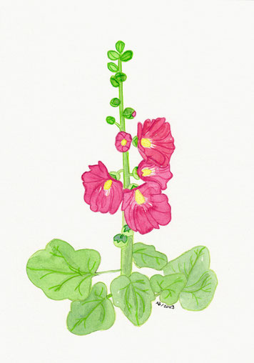 Aquarell Malve Blume grün pink auf Papier
