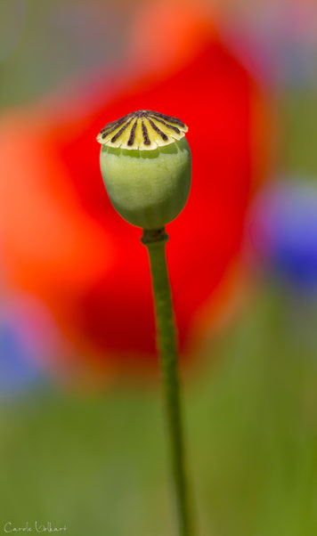 Verblühter Mohn