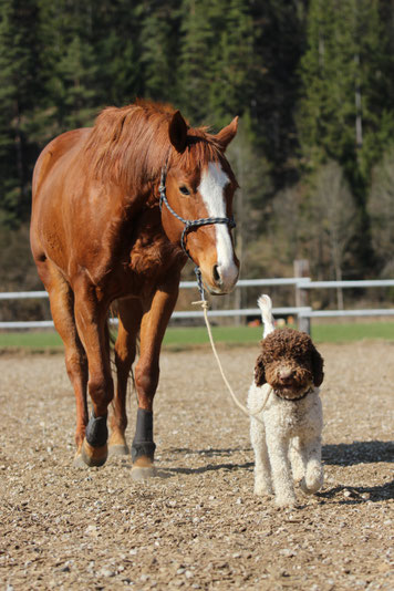 Ein Hund führt mit Hilfe einer Longe im Maul ein Pferd