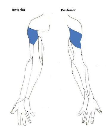 sensory function of the axillary nerve