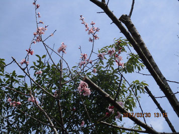 こっちはアンズ。色の濃い桜と見分けがつかない。