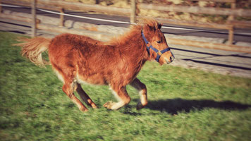 Shetlandpony im Galopp auf grüner Weide