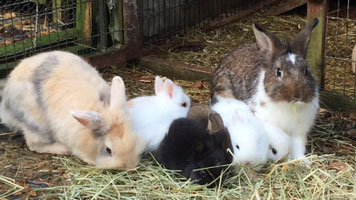 Zwergkaninchen und kleine Kaninchenbabys