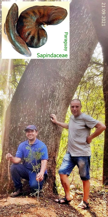 Exploración de plantas medicinales en Nueva Colombia, Paraguay, Sudamérica | Heilpflanzenerkundung in Nueva Colombia, Paraguay, Südamerika | Medicinal plant exploration in Nueva Colombia, Paraguay, South America | Sapindaceae