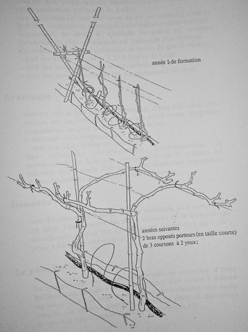 Estudio de las formas de formación y producción - Centre Ctifl de Balandran (1991)