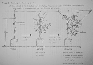 Cría de una planta joven - Levin Horticultural Research Centre (1995)