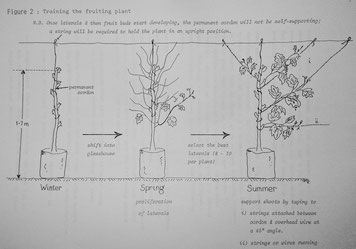 Training of young plant- Levin Horticultural Research Centre (1995)