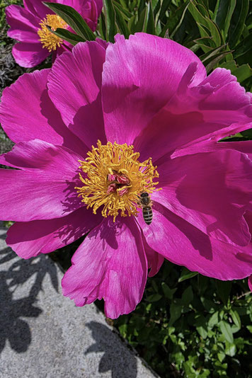 Honigbiene sammelt Blütennektar für die Honigproduktion auf einer pinken Blüte mit gelbem Stempel